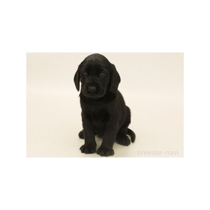 販売中の神奈川県のミックス犬-403961